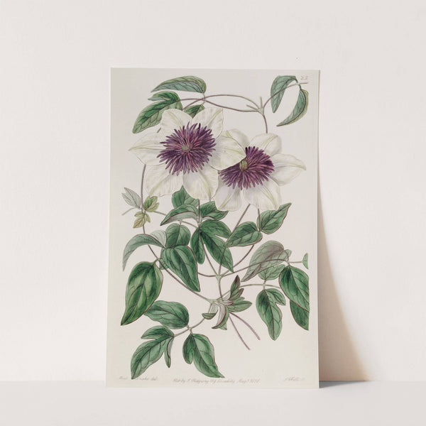 Siebold's Clematis by Sydenham Edwards