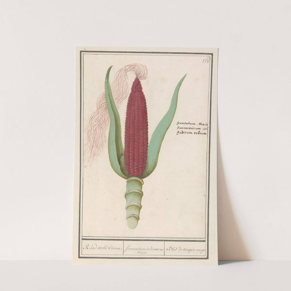 Siermais (Zea mays) Rood turks Cooren. frumentum indicum rubrum. Bled de turquie rouge (1596-1610) by Anselmus Boëtius de Boodt
