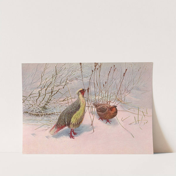 Sikhim Himalayan Blood Partridge by George Edward Lodge