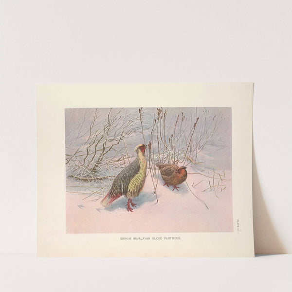 Sikhim Himalayan Blood Partridge (Ithagenes cruentus affinis). (1918-1922) by George Edward Lodge