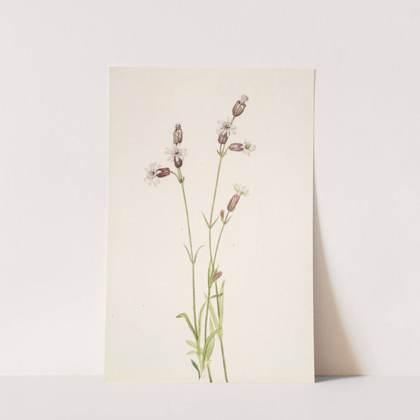 Silene multicaulis (ca. 1900-1920) by Mary Vaux Walcott