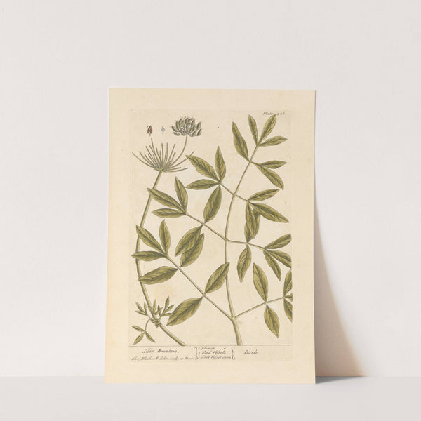 Siler mountain by Elizabeth Blackwell