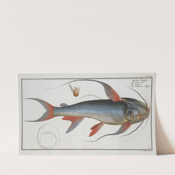 Silurus Bagre, The Saltwater Katfish. (1785-1797) by Marcus Elieser Bloch