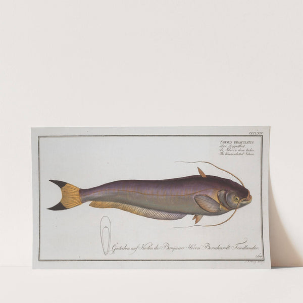 Silurus bimaculatus, The bimaculated Silure. (1785-1797) by Marcus Elieser Bloch