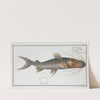 Silurus fasciatus, The streaked Silure. (1785-1797) by Marcus Elieser Bloch