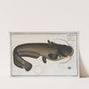 Silurus Glanis, The Sheat-fish. by Marcus Elieser Bloch