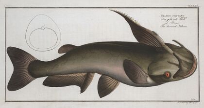 Silurus militaris, The horned Silure.