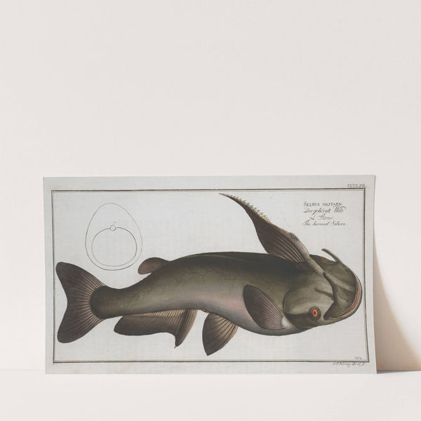 Silurus militaris, The horned Silure. (1785-1797) by Marcus Elieser Bloch