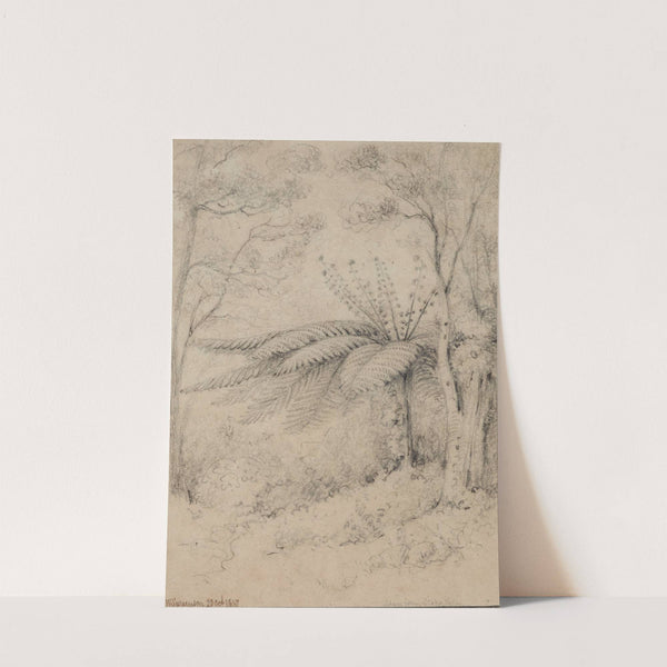 Silver fern, Stokes Valley, 1847, Lower Hutt by William Swainson