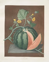 Silver rock melon. (1812)