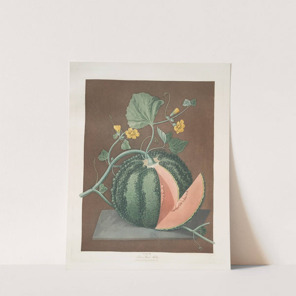 Silver rock melon. (1812) by George Brookshaw