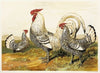 Silver Spangled Hamburghs