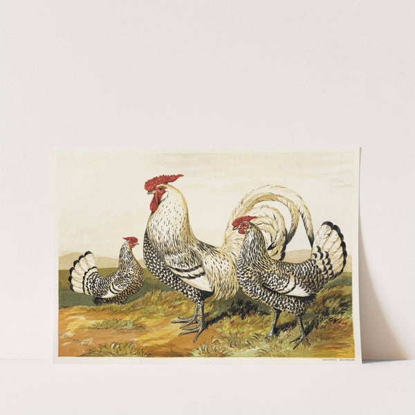 Silver Spangled Hamburghs (1867) by Harrison Weir