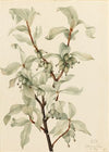 Silverberry (Elaeagnus commutata) (1922)