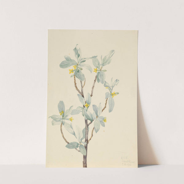 Silverberry (Elaeagnus commutata) (1920) by Mary Vaux Walcott