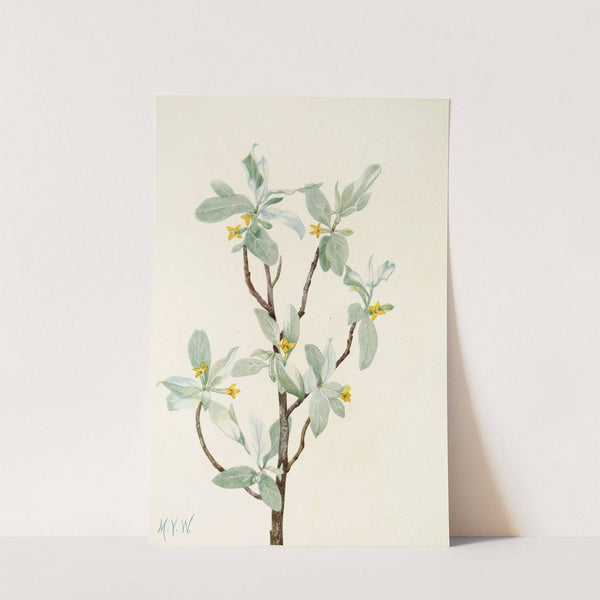 Silverberry (flower). (Elaeagnus commutata) (1925) by Mary Vaux Walcott