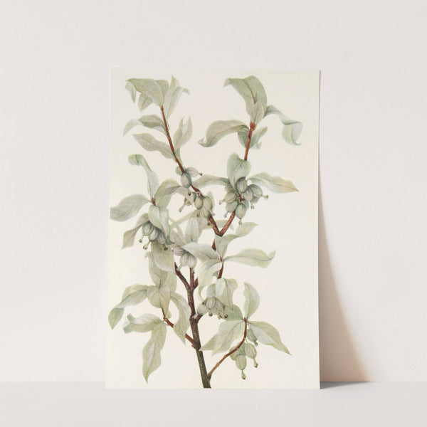 Silverberry (fruit). (Elaeagnus commutata) (1925) by Mary Vaux Walcott