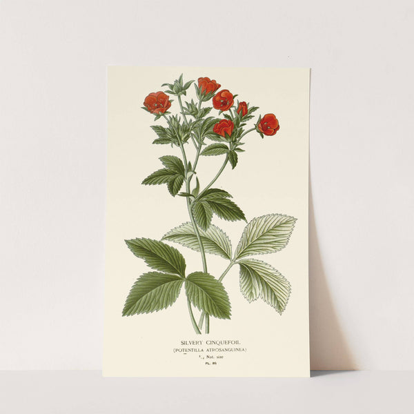 Silvery Cinquefoil (1896-1897) by Edward Step