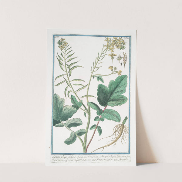 Sinapi Rapi folio – Sinapi Siliqua latuscula, glabra, semine rufo, sive vulgare – Senepa maggiore – Moutarde. (Mustard) (1772-1793) by Giorgio Bonelli