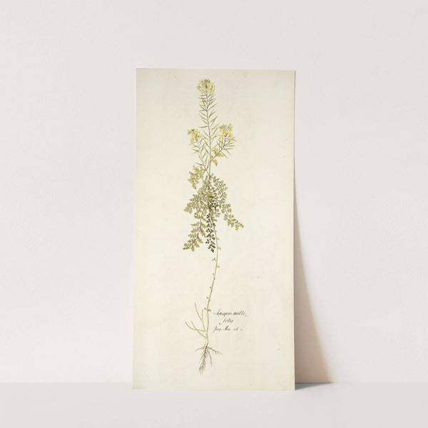 Sinapis millefolia by Nikolaus Joseph Freiherr von Jacquin