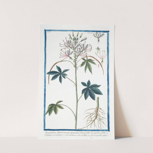 Sinapistrum Americanum, spinosum, Cleome foliis hexandris, foliis septernatis quinatisque, caule spinoso – Senapistro spinoso.(Mustard) (1772-1793) by Giorgio Bonelli