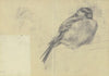 Singing bird