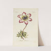 Single anemone (1770) by Carington Bowles