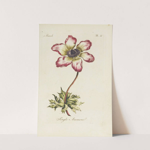 Single anemone (1770) by Carington Bowles