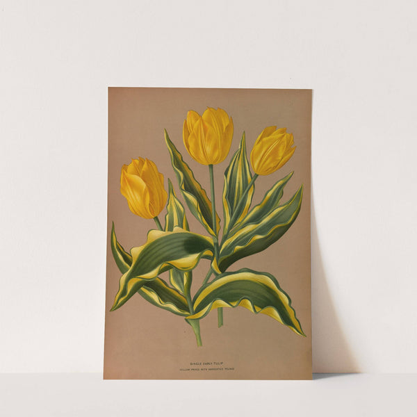 Single Early TulipYellow Prince With Vartecated Foliage (1872-1881) by Arentina Hendrica Arendsen