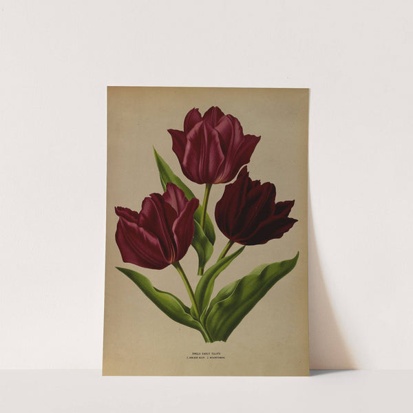 Single Early Tulips 1.Van Der Neer 2.Wouwerman (1872-1881) by Arentina Hendrica Arendsen