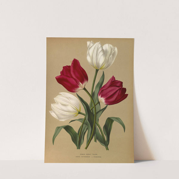 Single Early Tulips 1.White Pottebakker 2.Prosperpine (1872-1881) by Arentina Hendrica Arendsen