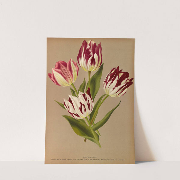 Single Early Tulips 2 (1872-1881) by Arentina Hendrica Arendsen