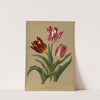Single Early Tulips 3 (1872-1881) by Arentina Hendrica Arendsen