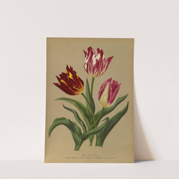 Single Early Tulips 3 (1872-1881) by Arentina Hendrica Arendsen