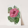 Single-flowered Chinese Rose Mallow by Sydenham Edwards