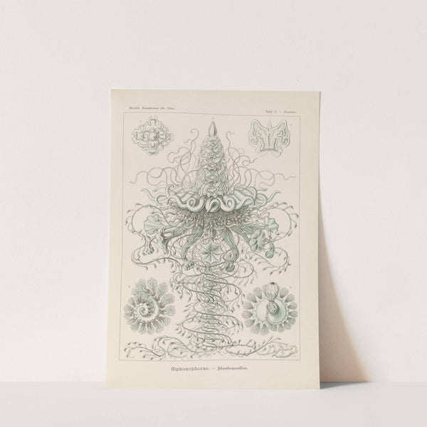 Siphonophorae. - Staatsquallen by Ernst Haeckel