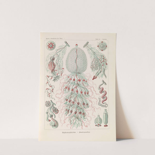 Siphonophorae. - Staatsquallen by Ernst Haeckel