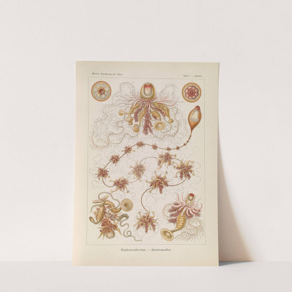 Siphonophorae. - Staatsquallen by Ernst Haeckel