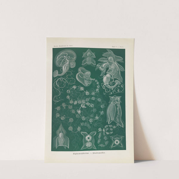 Siphonophorae. - Staatsquallen by Ernst Haeckel