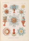 Siphonophorae. – Staatsquallen