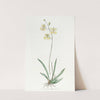 Sir C. Lemon's Oncidium by Sydenham Edwards