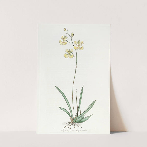 Sir C. Lemon's Oncidium by Sydenham Edwards