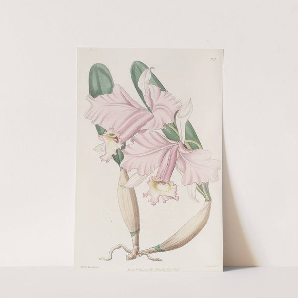 Sir Charles Lemon's Cattleya by Sydenham Edwards