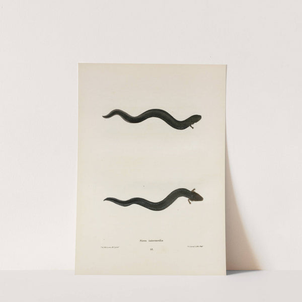 Siren intermedia by John Edwards Holbrook