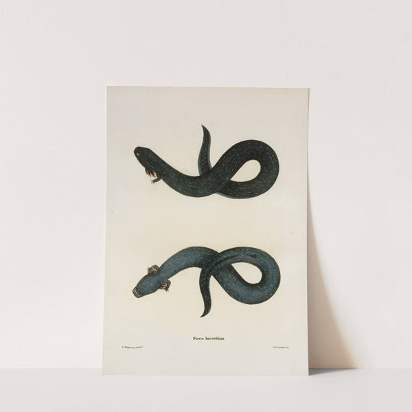 Siren lacertina by John Edwards Holbrook