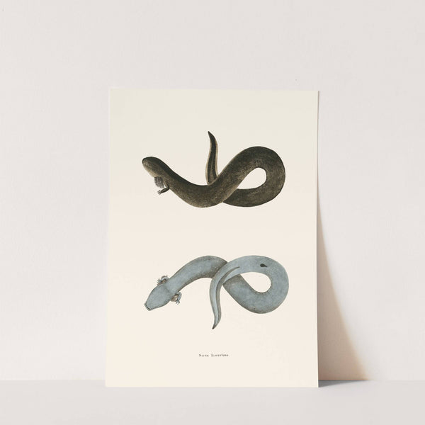 Siren lacertina by John Edwards Holbrook