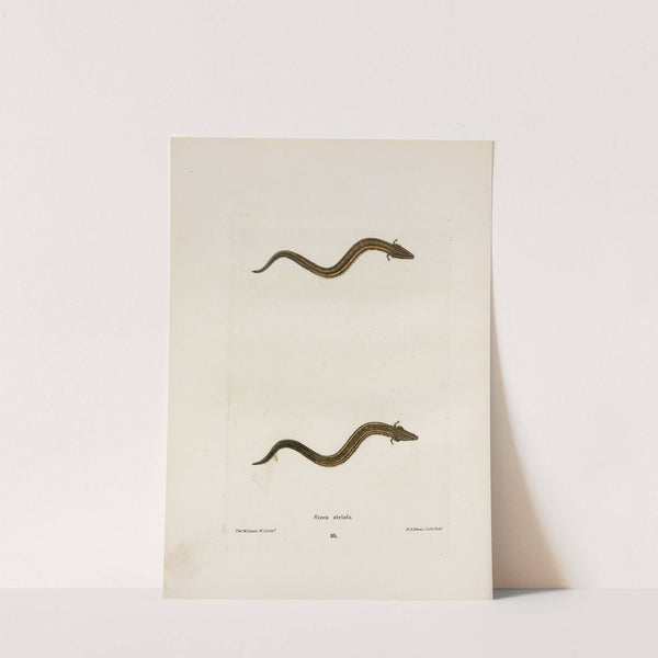 Siren striata by John Edwards Holbrook