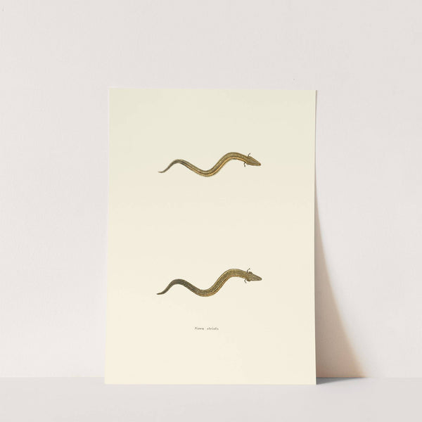 Siren striata by John Edwards Holbrook