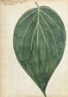 Sirih of betelblad