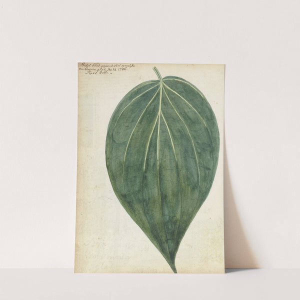 Sirih of betelblad by Jan Brandes